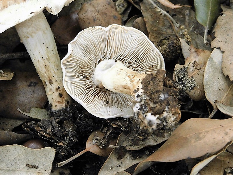 13)Fotogr.il 29.10.2019 bosco misto di latifoglia