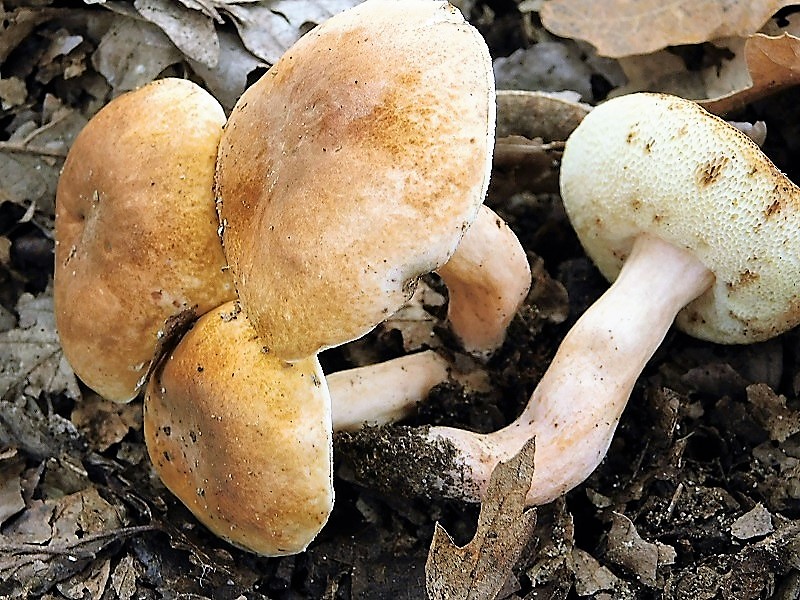 14)Fotogr.il 29.10.2019 bosco misto di latifoglia ultimo del 29.10