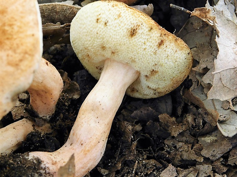 14)Fotogr.il 29.10.2019 bosco misto di latifoglia ultimo del 29.10