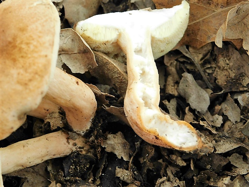 14)Fotogr.il 29.10.2019 bosco misto di latifoglia ultimo del 29.10