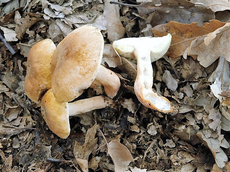 14)Fotogr.il 29.10.2019 bosco misto di latifoglia ultimo del 29.10