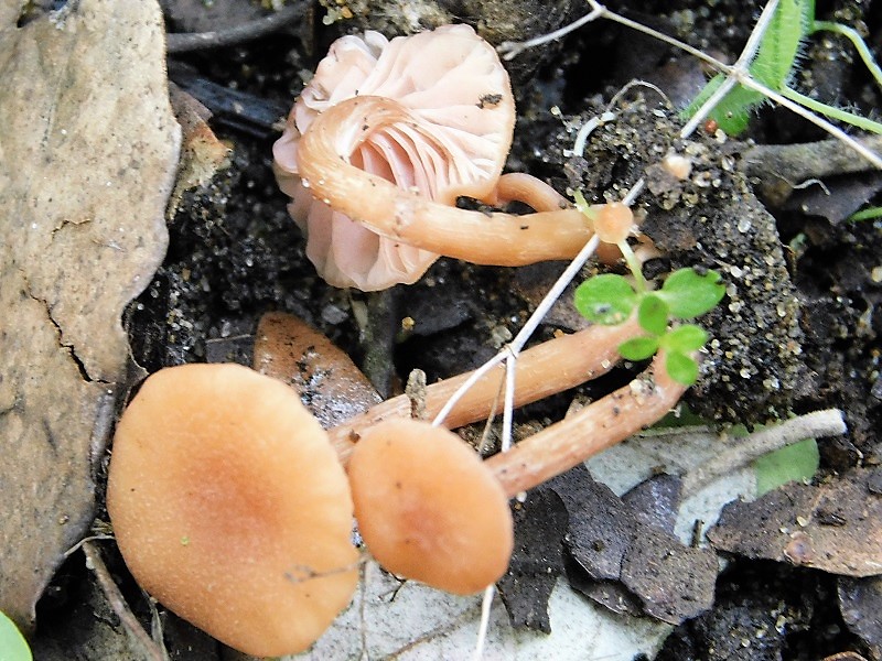 7)Fotogr.il 29.10.2019 bosco misto di latifoglia