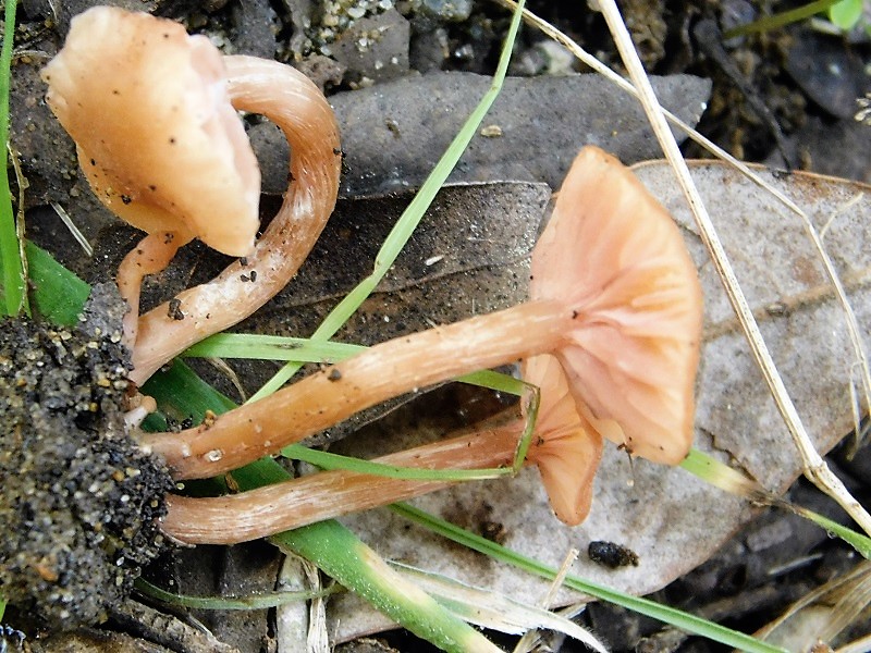 7)Fotogr.il 29.10.2019 bosco misto di latifoglia