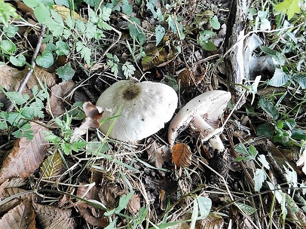 1)Totogr.il 4.10.2019 bosco misto di latifoglia