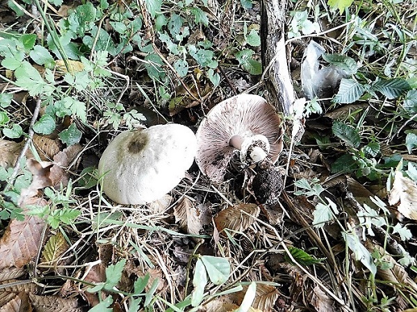 1)Totogr.il 4.10.2019 bosco misto di latifoglia