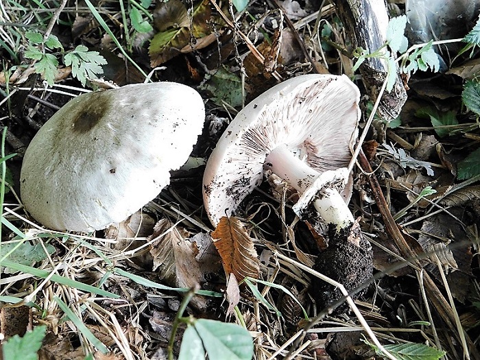 1)Totogr.il 4.10.2019 bosco misto di latifoglia