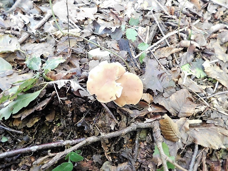 3)Fotogr.il 4.10.2019 bosco misto di latifoglia