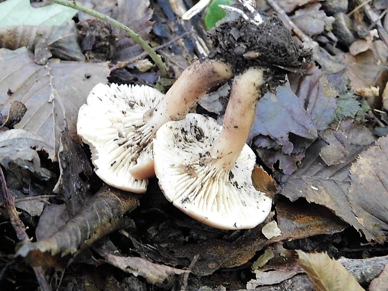 3)Fotogr.il 4.10.2019 bosco misto di latifoglia