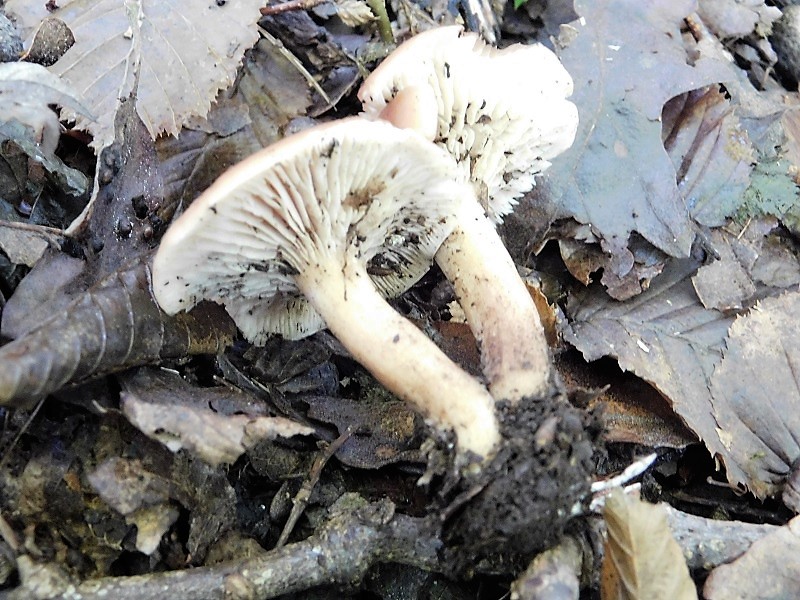 3)Fotogr.il 4.10.2019 bosco misto di latifoglia