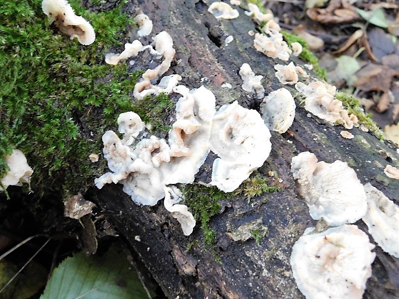 4)Fotogr.il 4.10.2019 bosco misto di latifoglia lignicolo