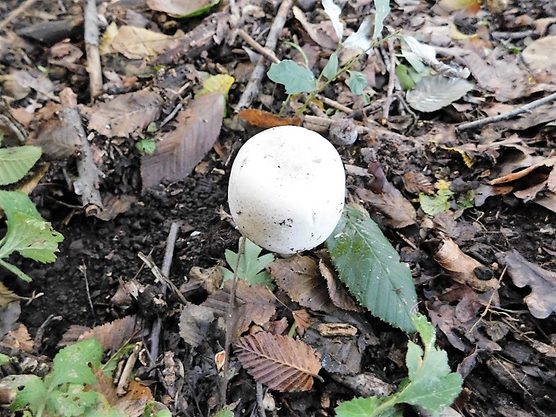 5)Fotogr.il 4.10.2019 bosco misto di latifogia