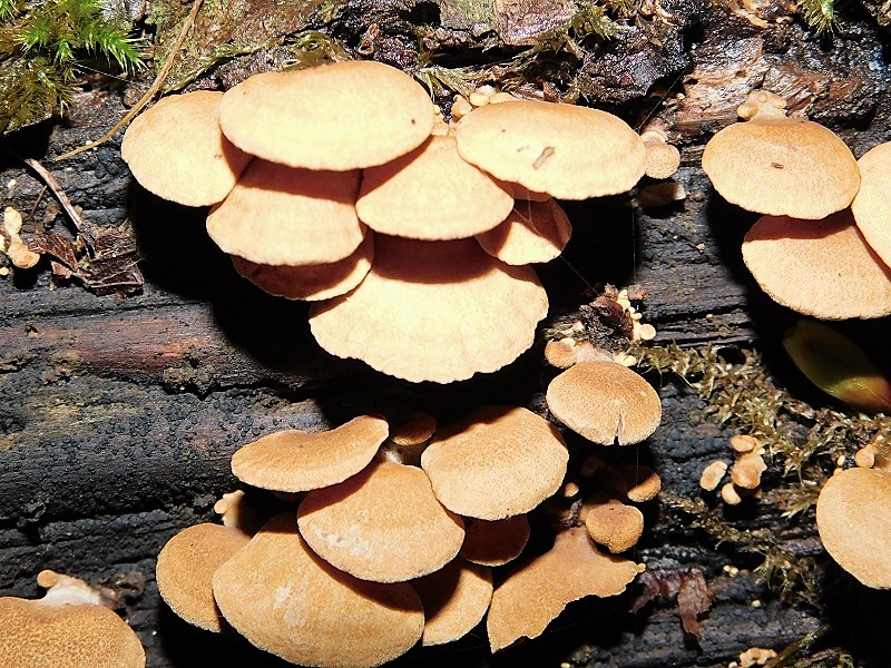 2)Fotogr.il 4.10.2019.bosco misto di latifoglia lignicolo