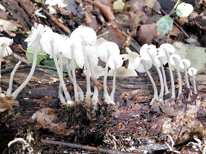 6)Fotogr.il 4.10.2019 bosco misto di latifoglia lignicolo