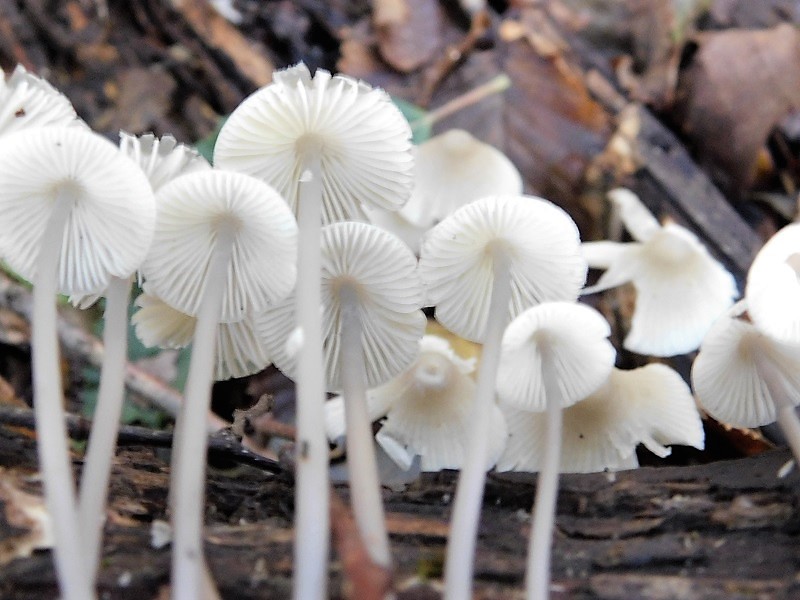 6)Fotogr.il 4.10.2019 bosco misto di latifoglia lignicolo