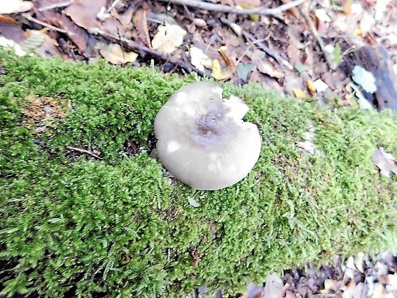 10)Fotogr.il 4.10.2019 bosco misto di latifoglia lignicolo