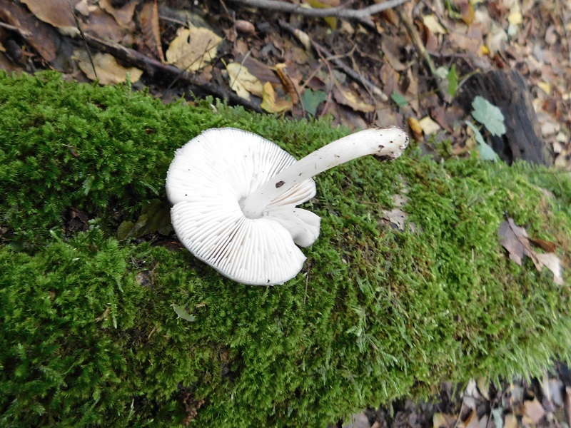 10)Fotogr.il 4.10.2019 bosco misto di latifoglia lignicolo