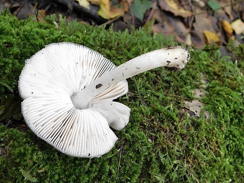 10)Fotogr.il 4.10.2019 bosco misto di latifoglia lignicolo