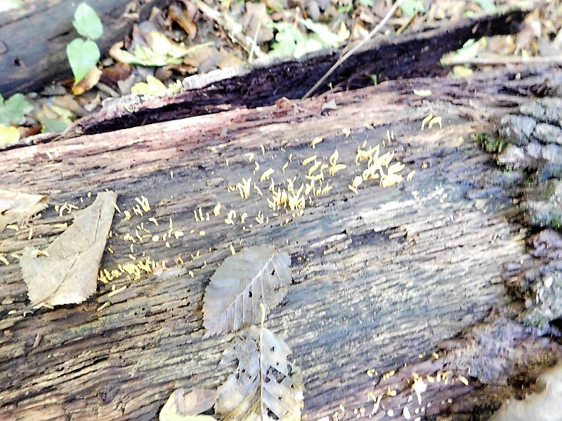 8)Fotogr.il 4.10.2019 bosco misto di latifoglia lignicolo