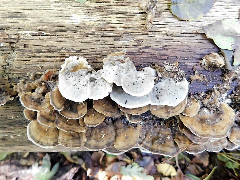 11) Fotogr.il 4.10.2019 bosco misto di latifoglia lignicolo