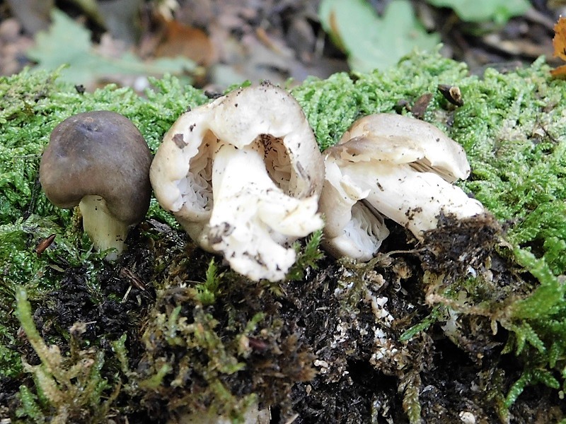 12)Fotogr.il 4.10.2019 bosco misto di latifoglia lignicolo