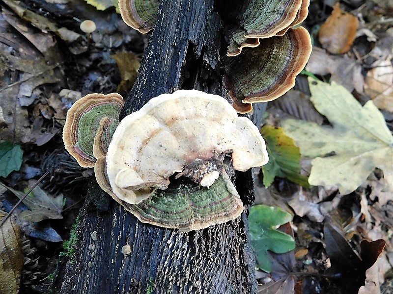 13)Fotogr.il 4.10.2019 bosco misto di latifoglia lignicolo