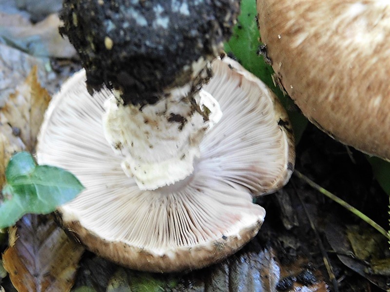 16)Fotogr.il 4.10.2019 bosco misto di latifoglia