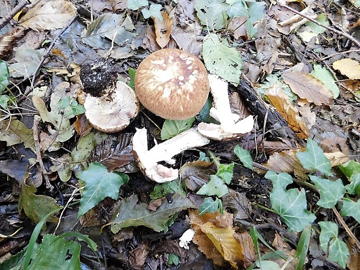 16)Fotogr.il 4.10.2019 bosco misto di latifoglia