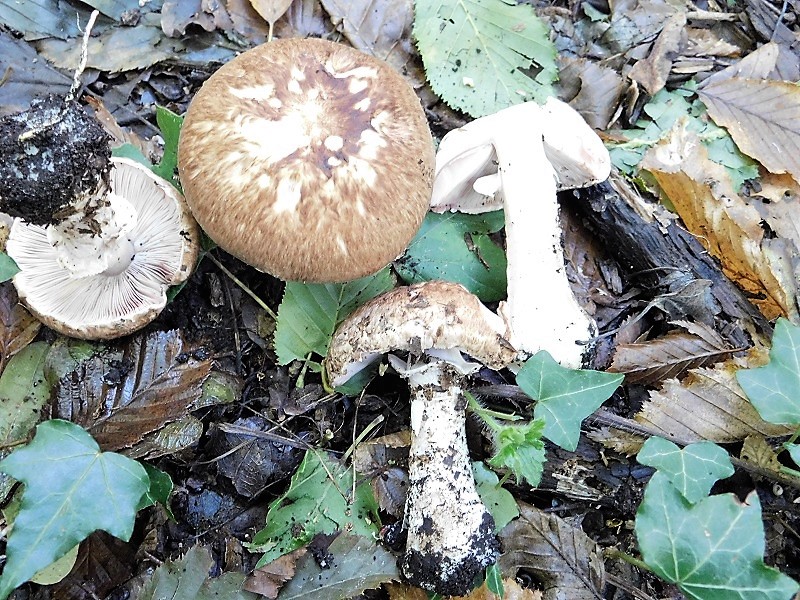 16)Fotogr.il 4.10.2019 bosco misto di latifoglia