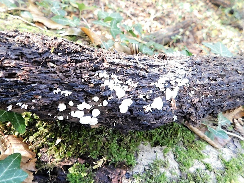 17)Fotogr.il 4.10.2019 bosco misto di latifoglia lignicolo ultimo del 4.10
