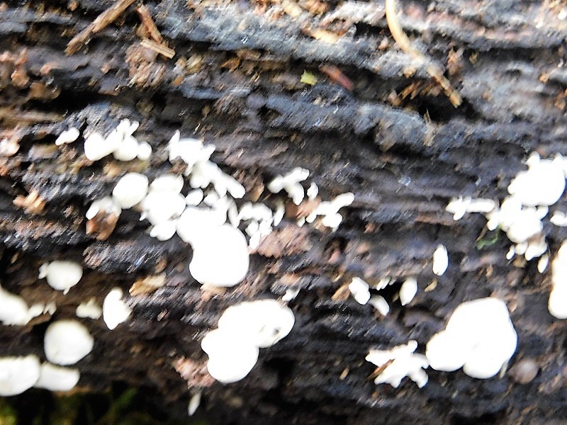 17)Fotogr.il 4.10.2019 bosco misto di latifoglia lignicolo ultimo del 4.10