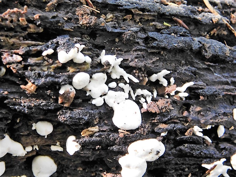 17)Fotogr.il 4.10.2019 bosco misto di latifoglia lignicolo ultimo del 4.10