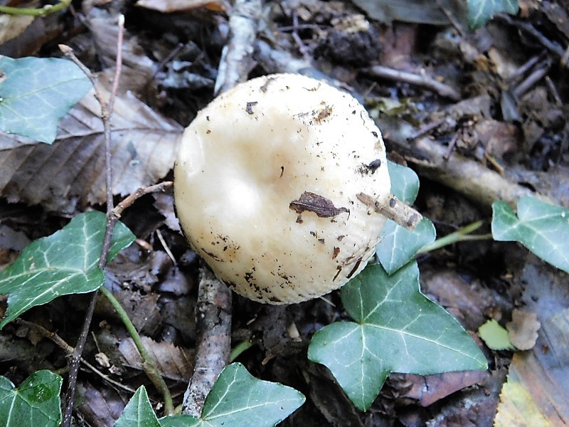 15)Fotogr.il 4.10.2019 bosco misto di latifoglia