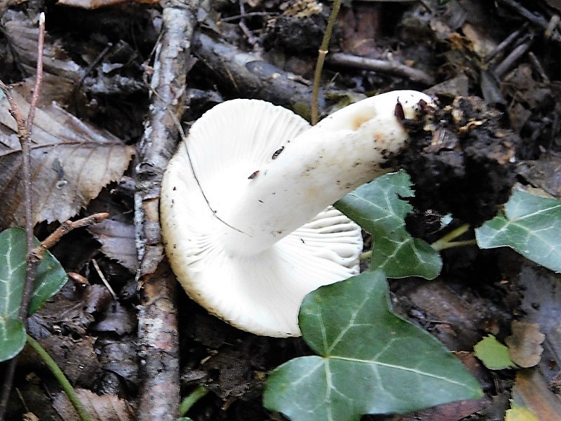 15)Fotogr.il 4.10.2019 bosco misto di latifoglia