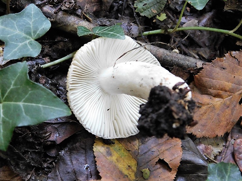 15)Fotogr.il 4.10.2019 bosco misto di latifoglia