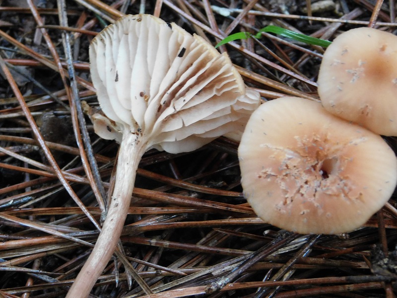 1)fotogr.il10.11.2019 sotto pineta marina con Leccio