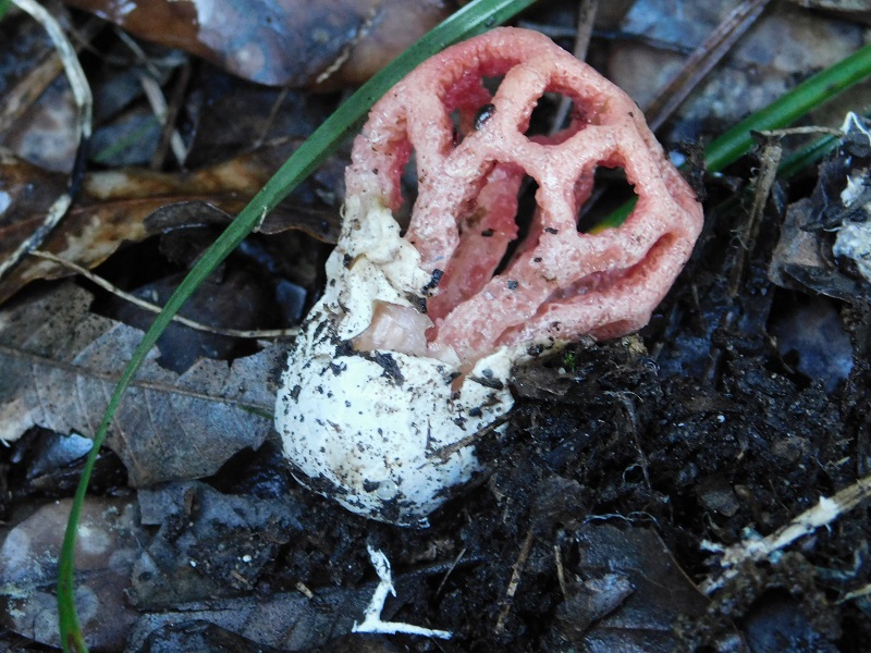 7)Fotogr.il10.11.2019 sotto pineta marina con Leccio