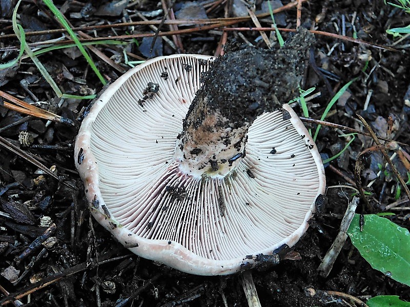 9)Fotogr.il.10.11.2019 sotto pineta marina xcon Leccio