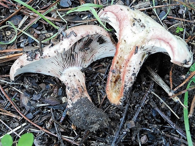 9)Fotogr.il.10.11.2019 sotto pineta marina xcon Leccio