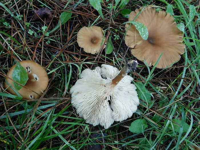 10)Fotogr.il10.11.2019 sotto pineta marina con Leccio