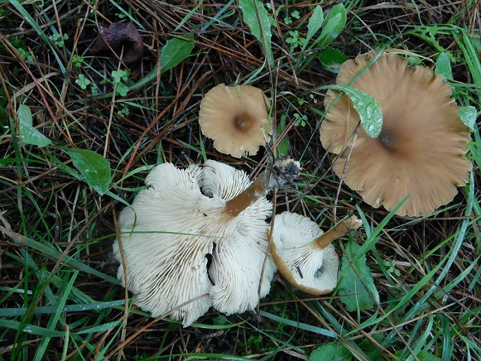 10)Fotogr.il10.11.2019 sotto pineta marina con Leccio