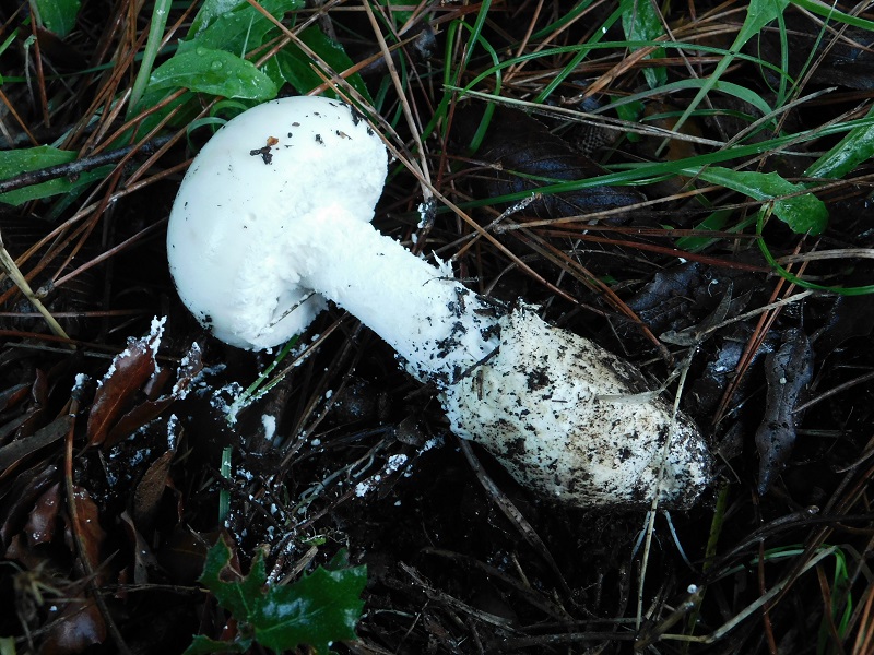 11)Fotogr.il.10.11.2019 sotto pineta marina con Leccio