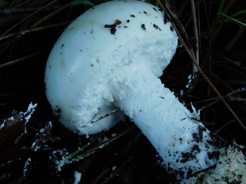 11)Fotogr.il.10.11.2019 sotto pineta marina con Leccio