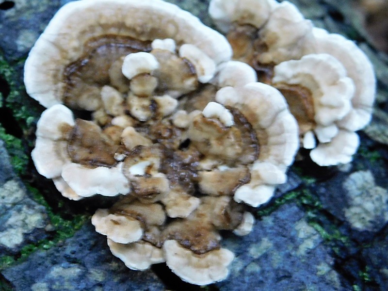 12)Fotogr.il10.11.2019 sotto pineta marina con Leccio