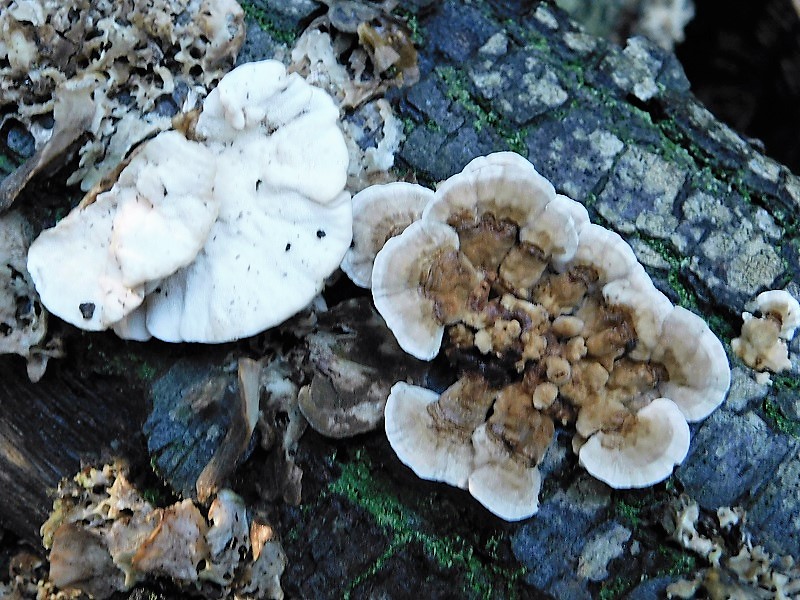 12)Fotogr.il10.11.2019 sotto pineta marina con Leccio