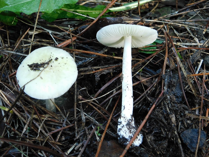 13)Fotogr.il.10.11.2019 sotto pineta marina con Leccio