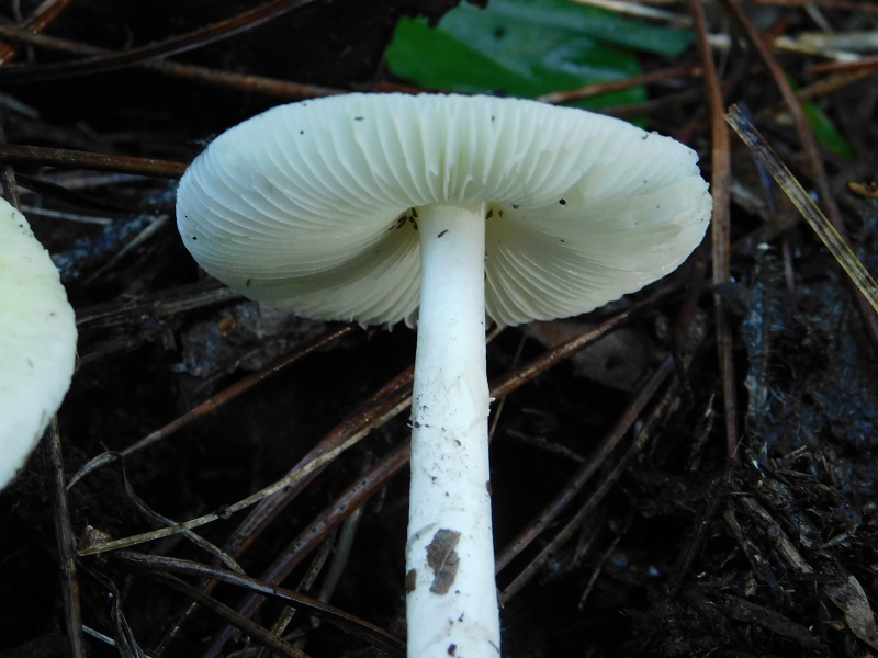 13)Fotogr.il.10.11.2019 sotto pineta marina con Leccio