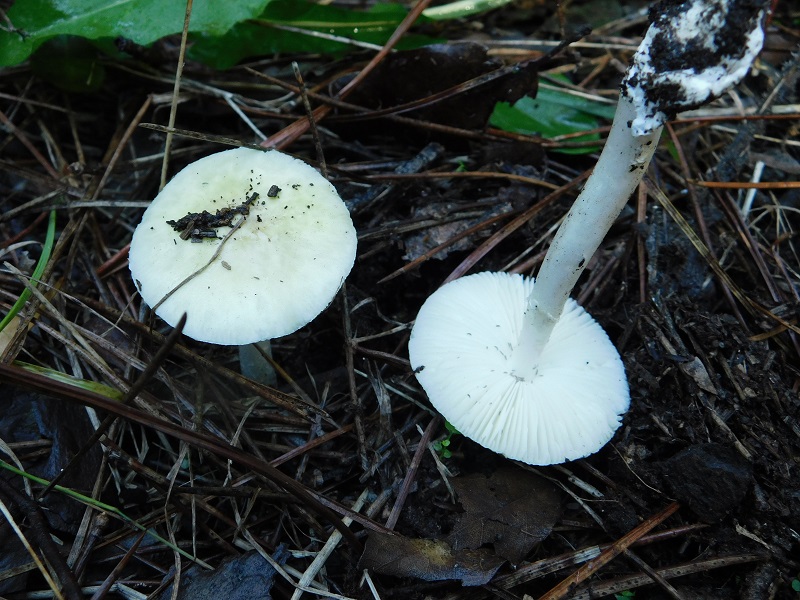 13)Fotogr.il.10.11.2019 sotto pineta marina con Leccio