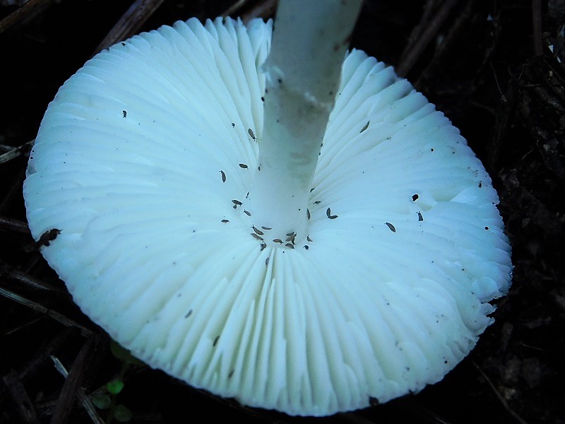 13)Fotogr.il.10.11.2019 sotto pineta marina con Leccio