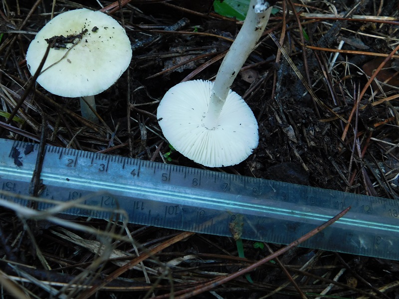 13)Fotogr.il.10.11.2019 sotto pineta marina con Leccio