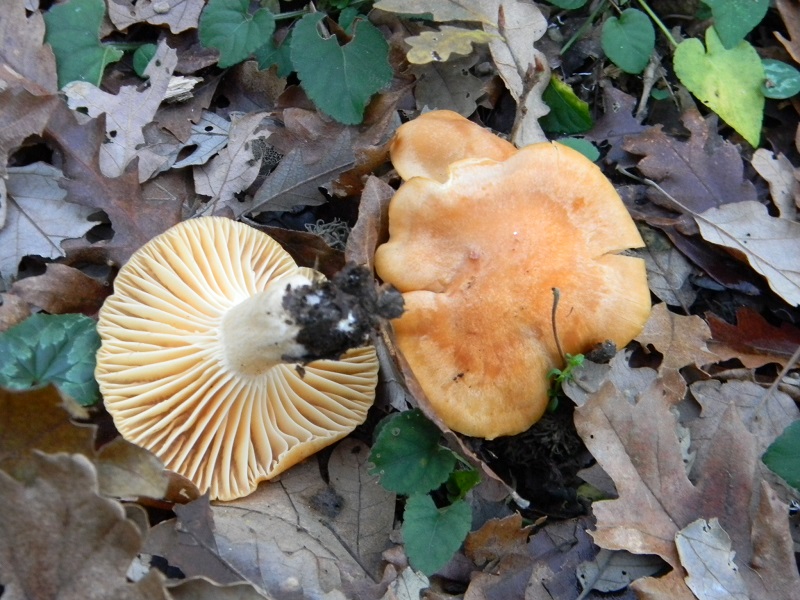 1)Fotogr.1.1.2019.sotto Quercia